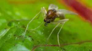 चांदीपुरा वायरस, स्वास्थ्य विभाग